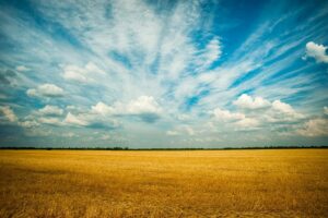 Hay Grass Field with sky horizon