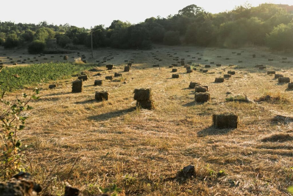 Beautiful Georgia landscape filled with haystacks