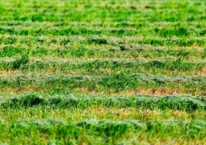 Green grass on field landscape backdrop