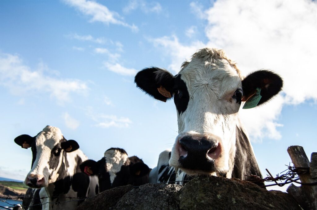 Closeup shot of a cow looking towards the camera on a sunny day.