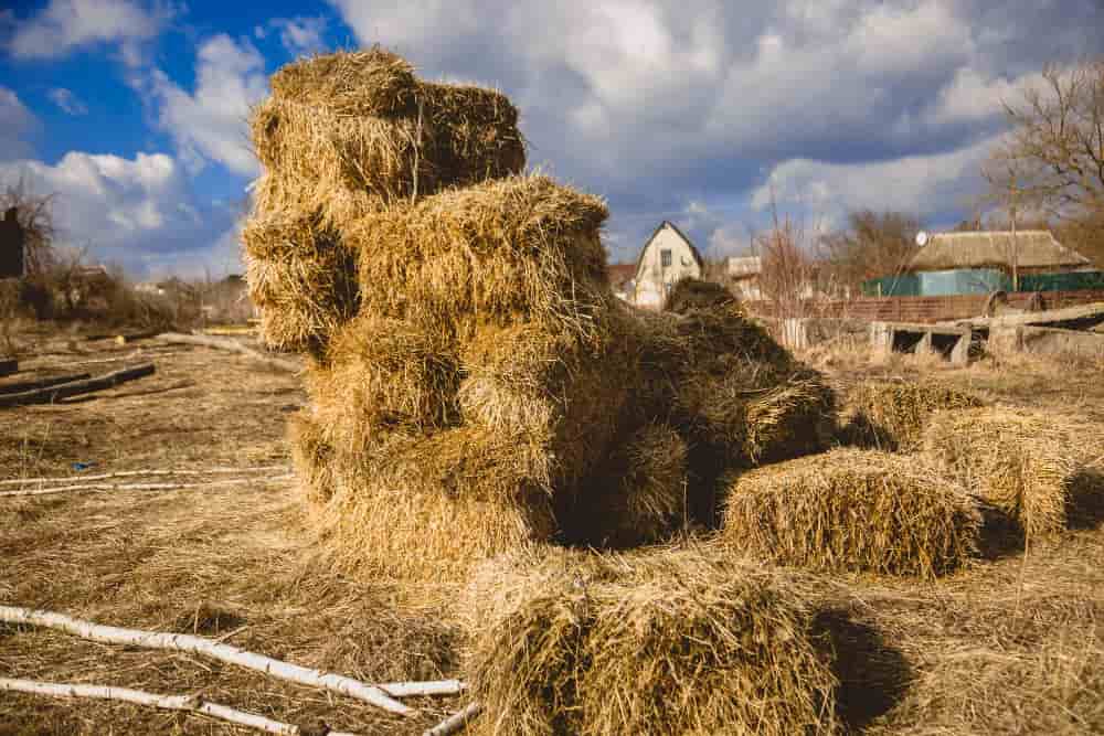 High stack of dried hay on farm.