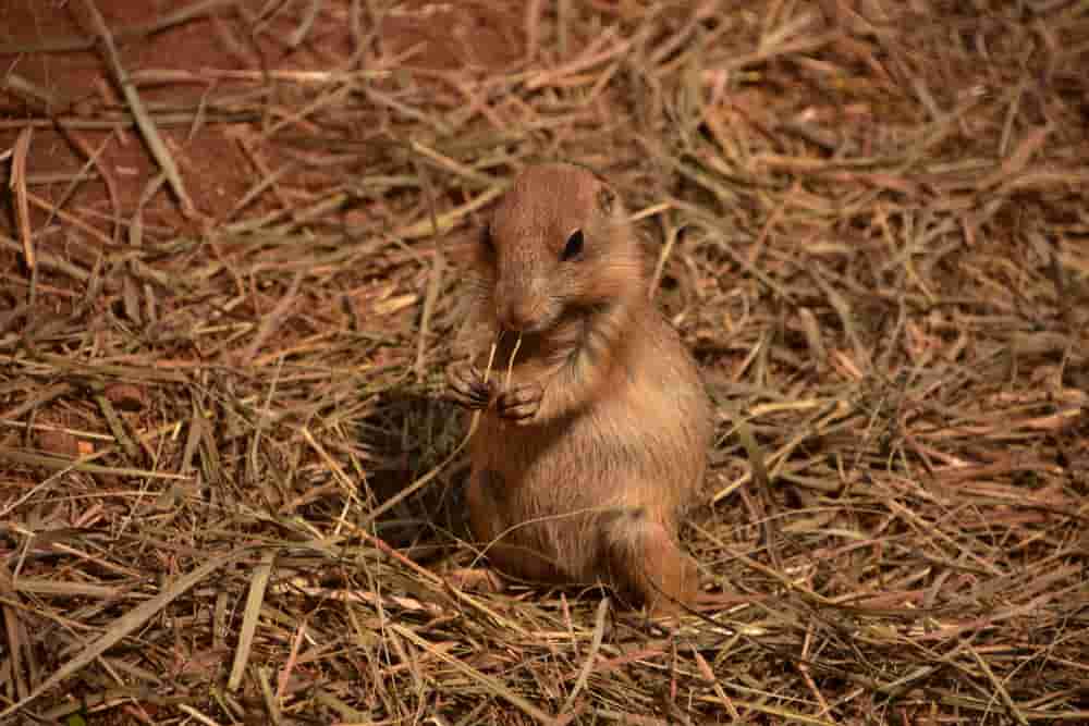 Very cute baby black tailed prairie dog sitting up on his haunches