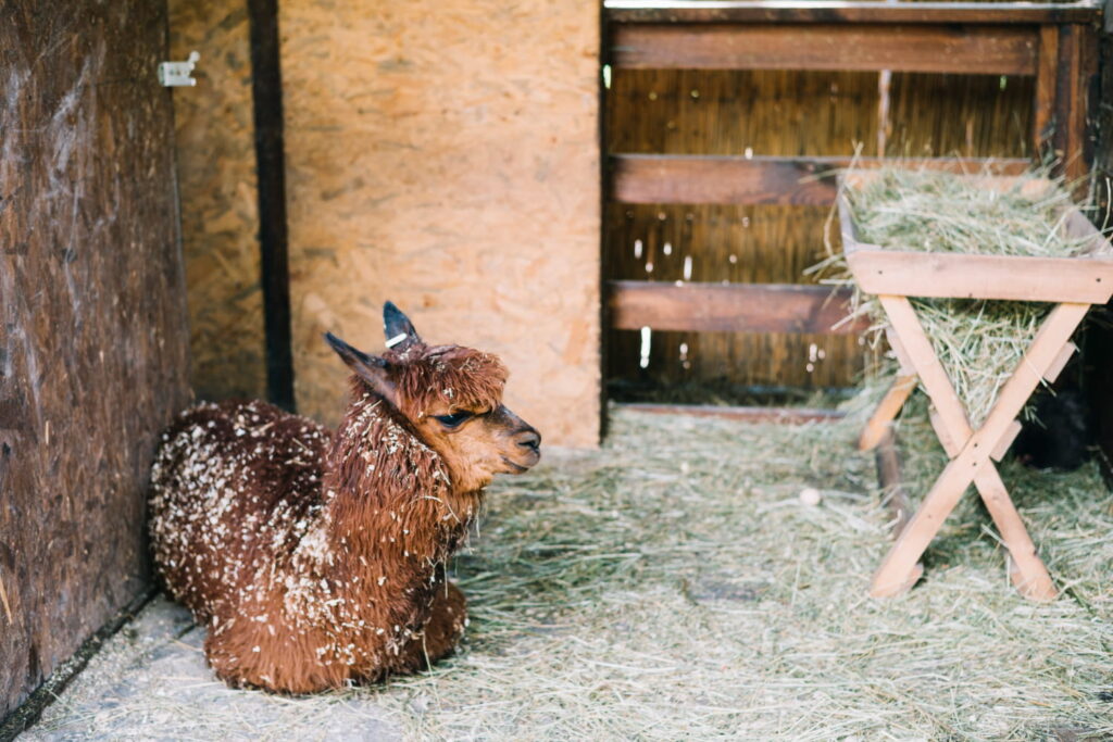 alpaca laying on grow with hay feeder full