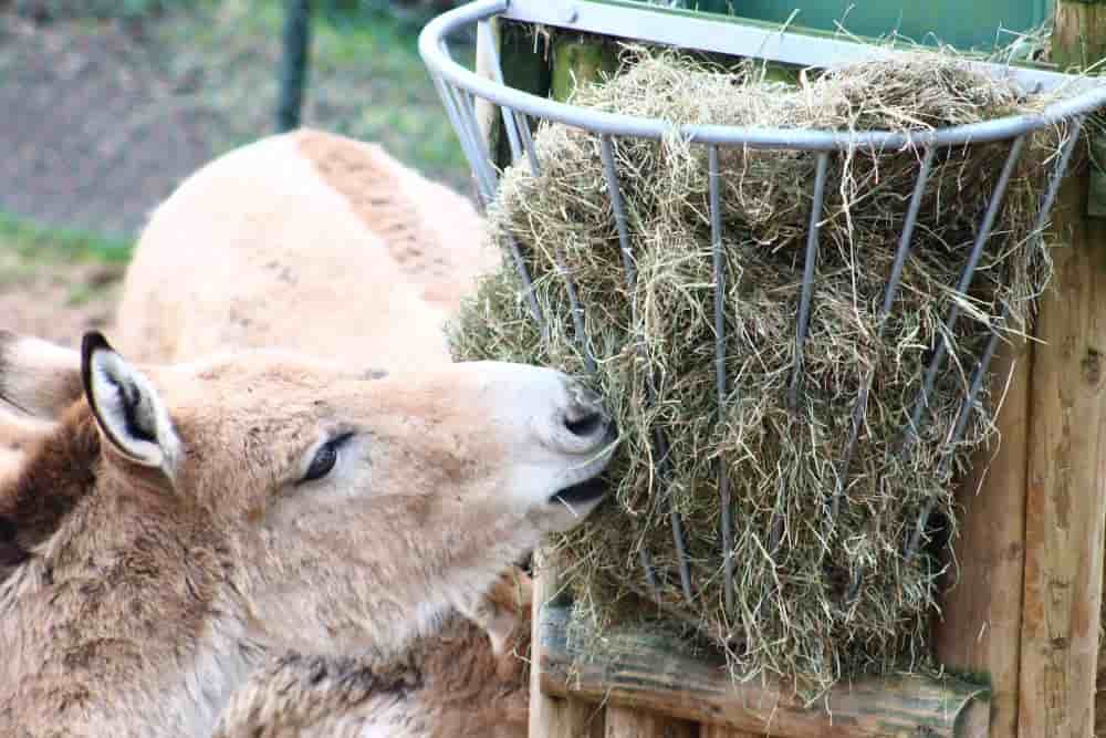 Donkey eating hay from a feeder