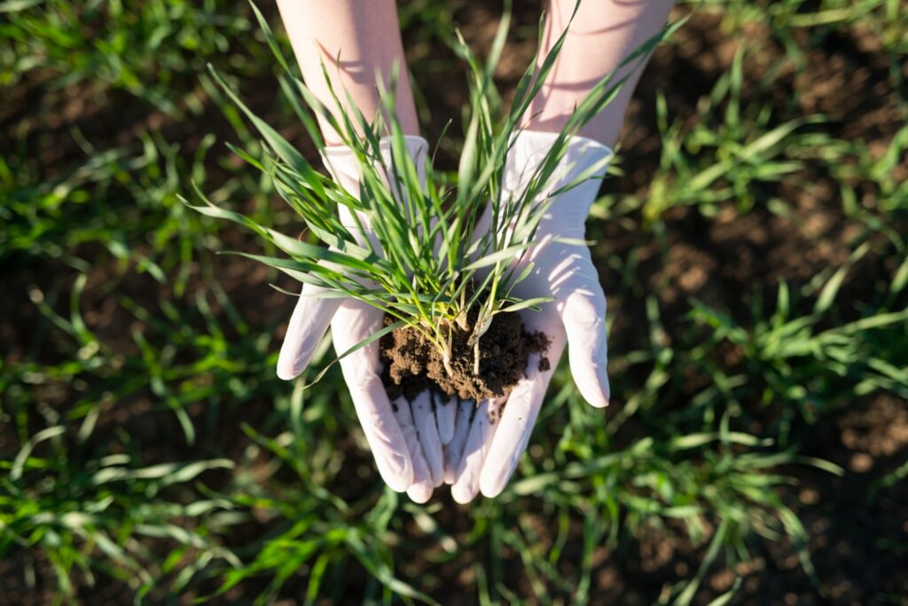 Farmer holding a piece of the grass with roots
