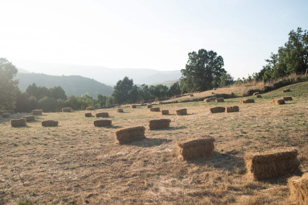 Field full of straw bales.