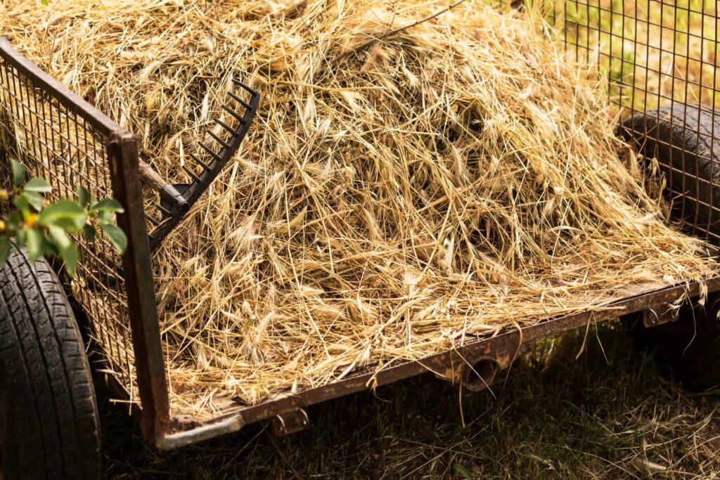 Cart full of low quality hay