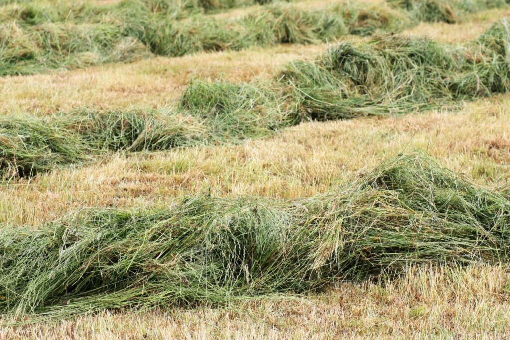 Dry bevelled hay