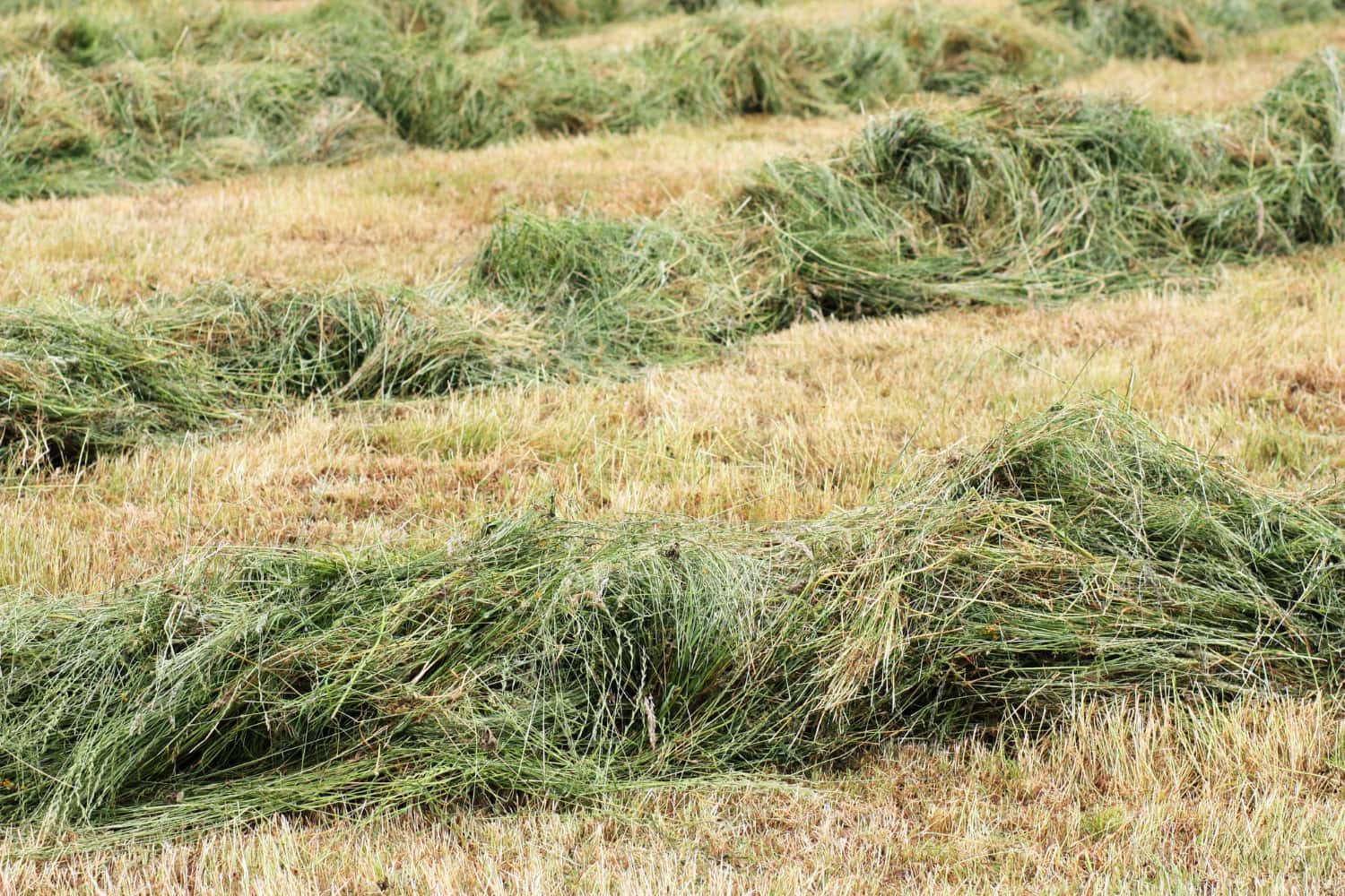 Spring Pasture Prep Checklist: How to Maximize Growth Before First Cut ...