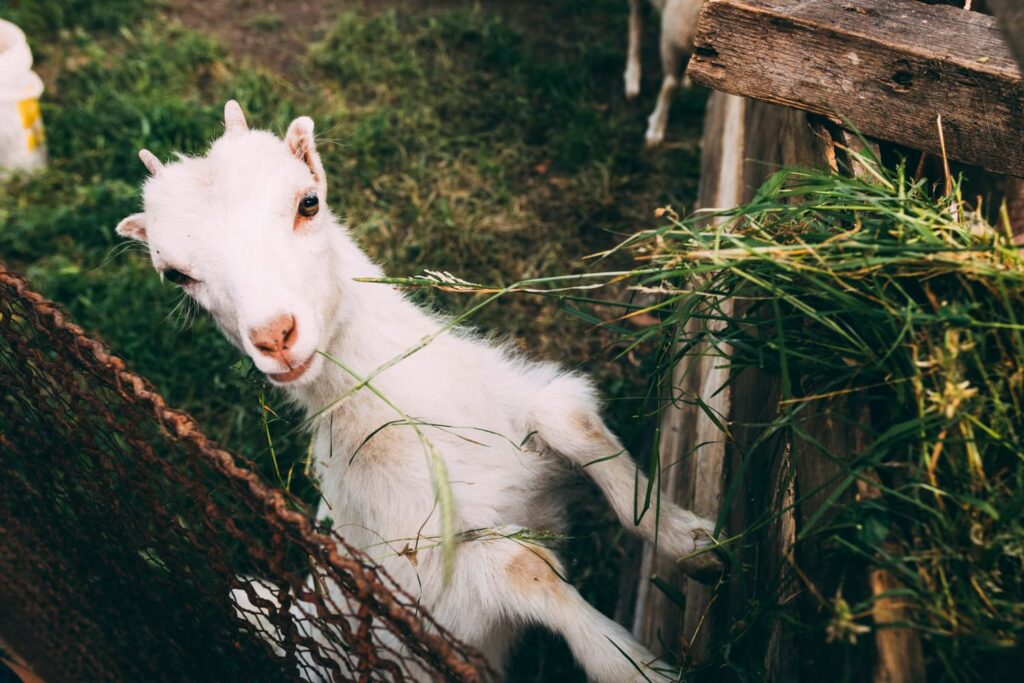 Cute goat eating hay while looking at the camera