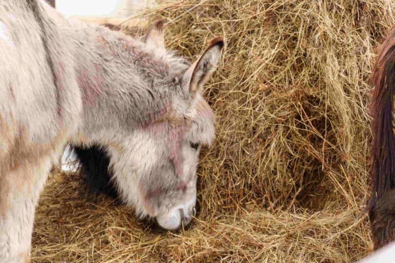 Hay Net or Ground Feeding? Pros and Cons for Different Livestock ... - Cavy Hay Feeding Recommendations