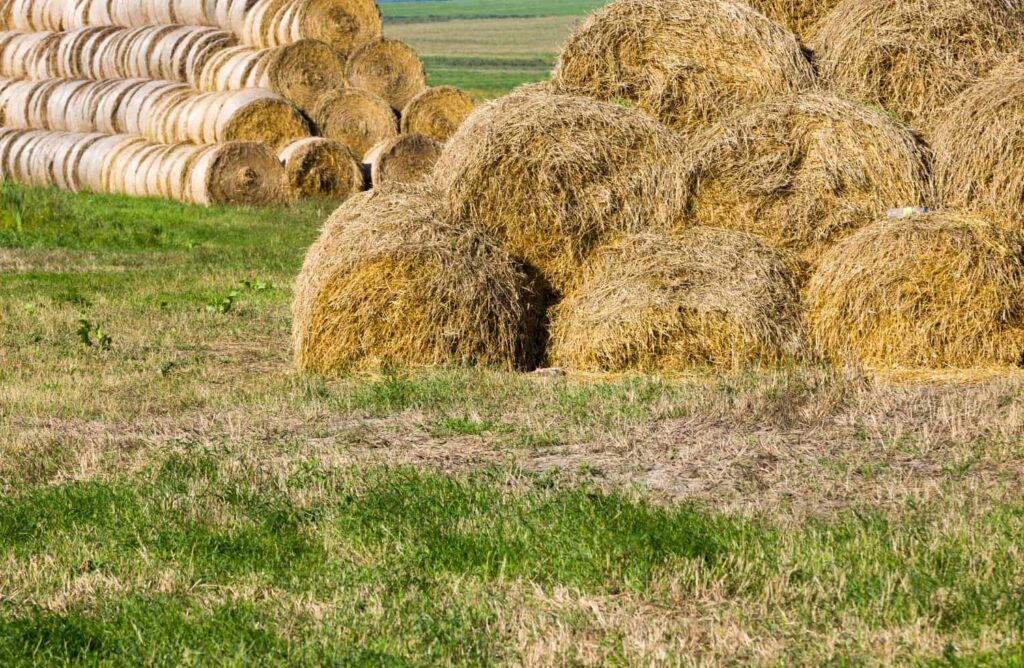 A large amount of a stack of straw