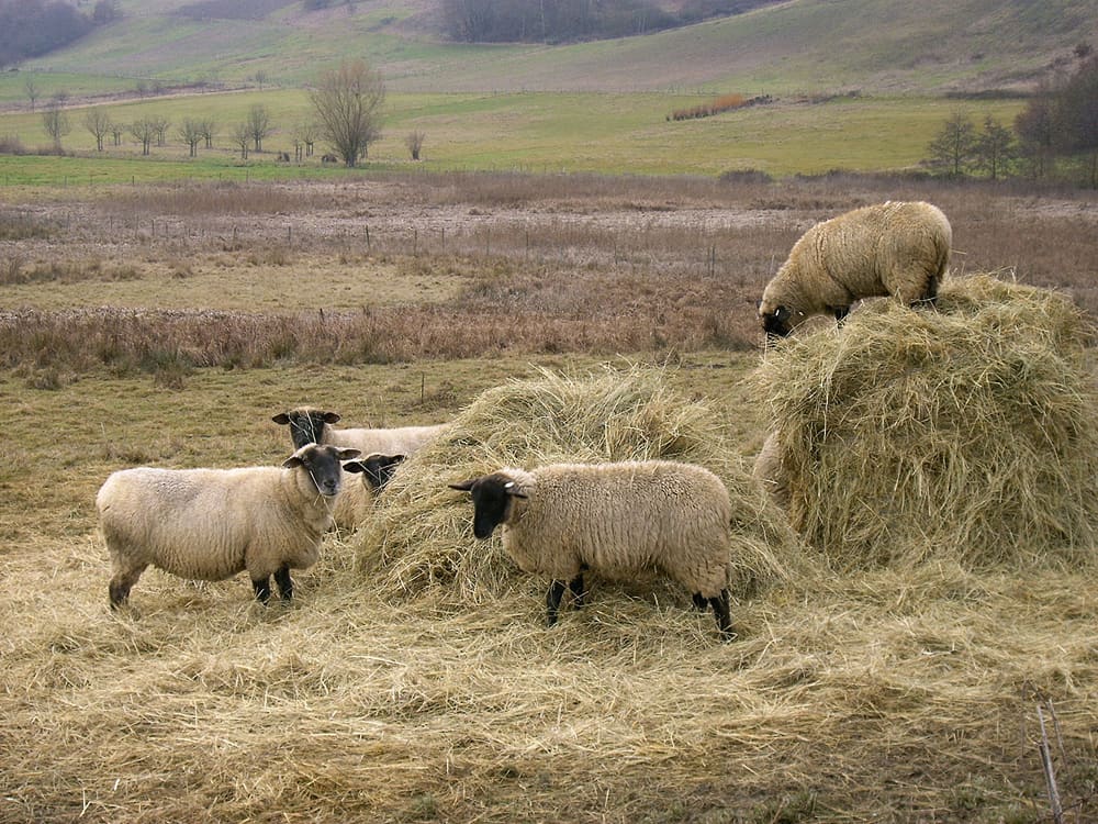 Free Sheep gathered around hay bales in countryside