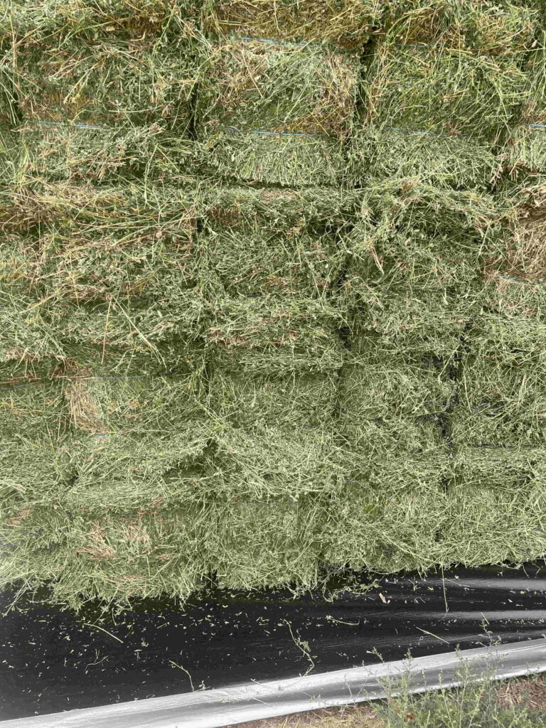 Pasco’s Growing Farms: Why Local Hay Matters for Sustainable Livestock ...