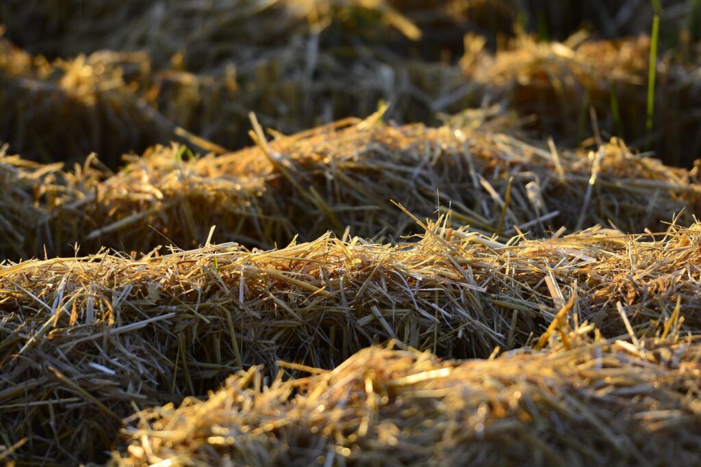Rows of hay