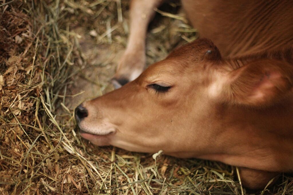 Cow sleeping on the ground covered in some hay