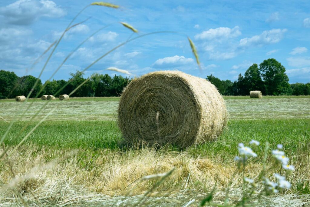 Hay bale in a green field with different plants