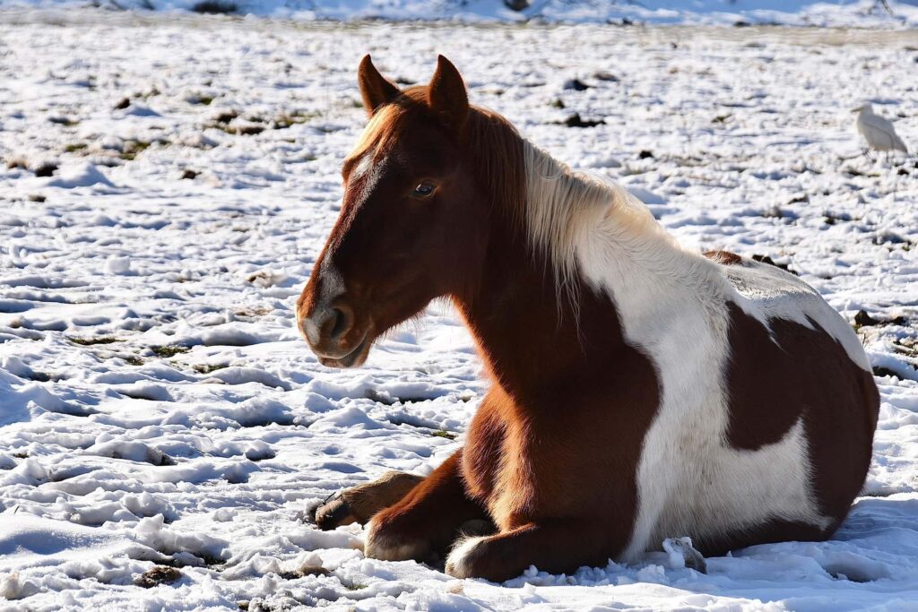 Horse laying down on a snowy ground