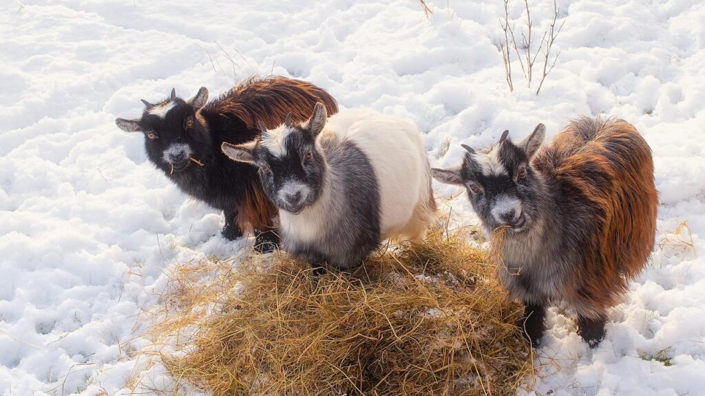 3 goats eating hay while starring at the camera
