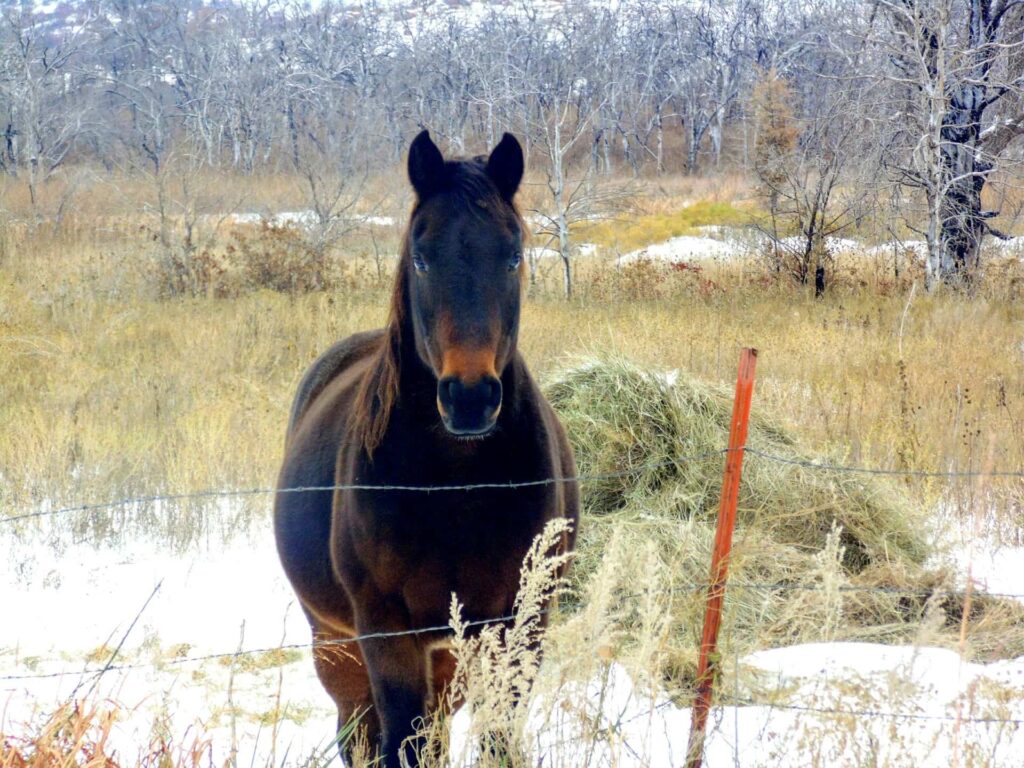 Horse with hay in the field