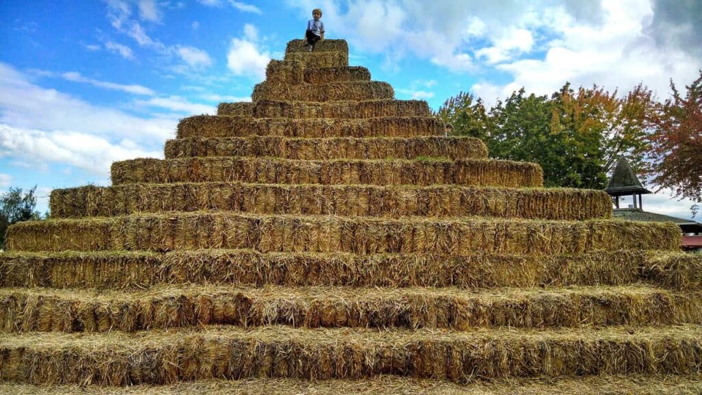 Buying hay in bulk vs small quantities: learn which option saves more money and how storage, waste, and quality impact your costs.