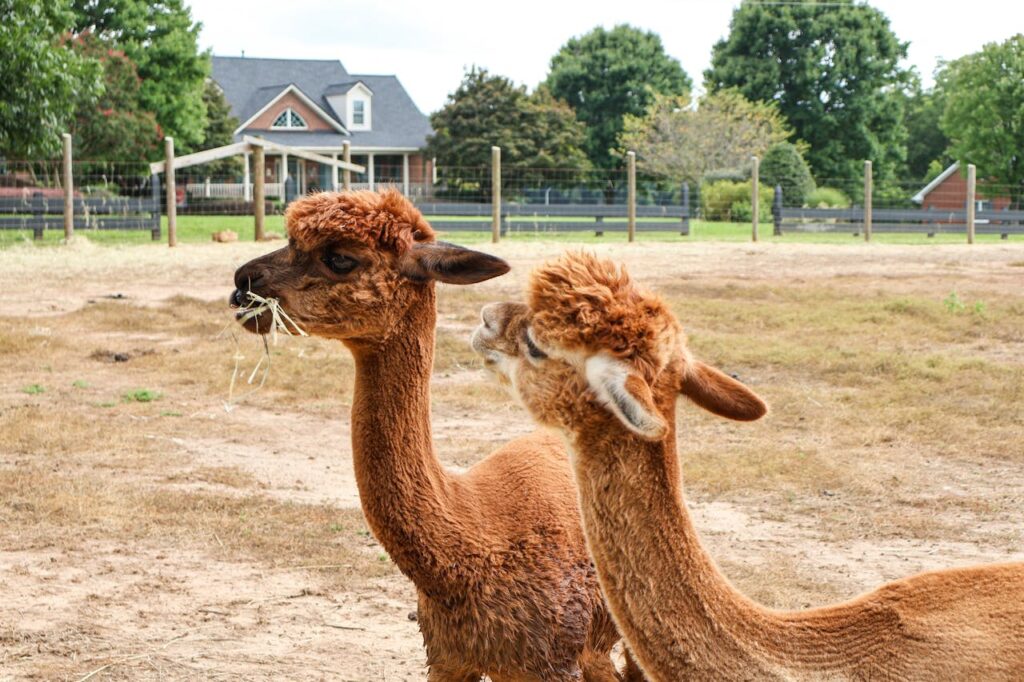 2 alpacas eating hay