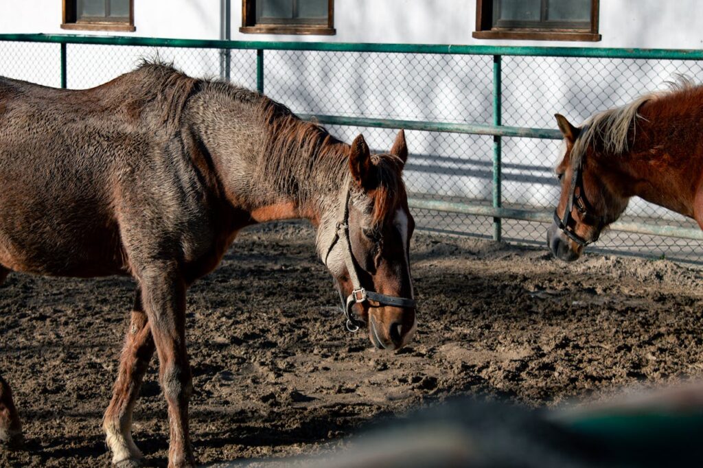 Brown Horses Grazing in farm