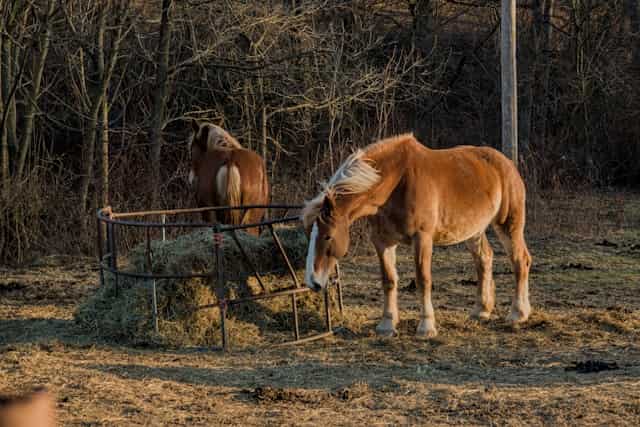 Horses eating hay