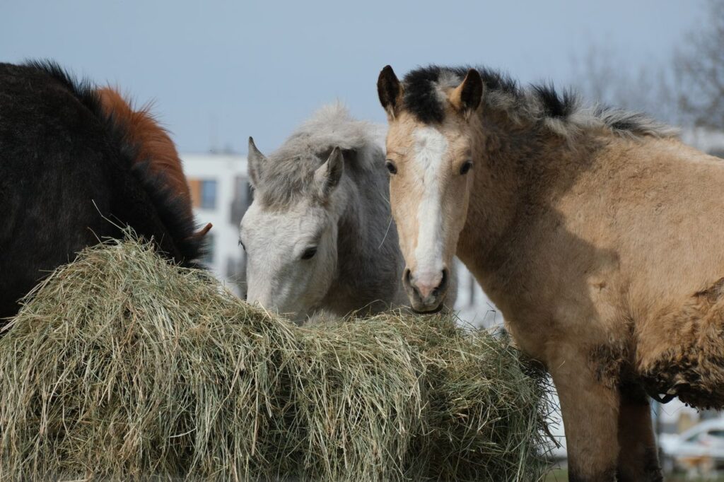 Three horses eating hay in a rural outdoor setting on a clear day.