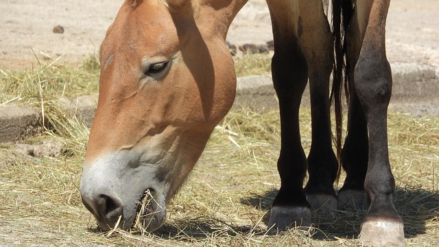 Best Hay for Horses in Washington’s Climate: Seasonal Feeding Tips for ...