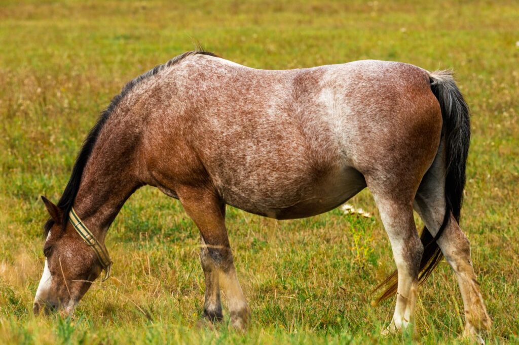 Learn the best hay for pregnant mares and how proper nutrition supports healthy pregnancies, foal development, and recovery after birth.