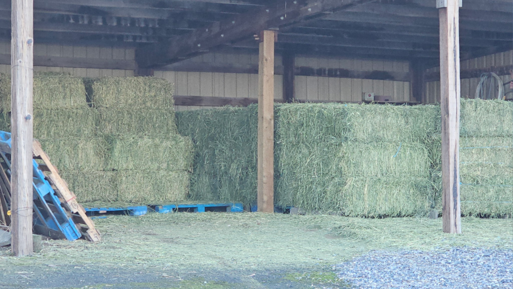 Stacked hay bales stored inside a covered farm barn on blue pallets