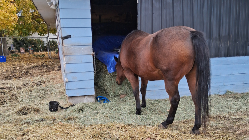 Horse eating hay outside a covered barn with stacked hay bales