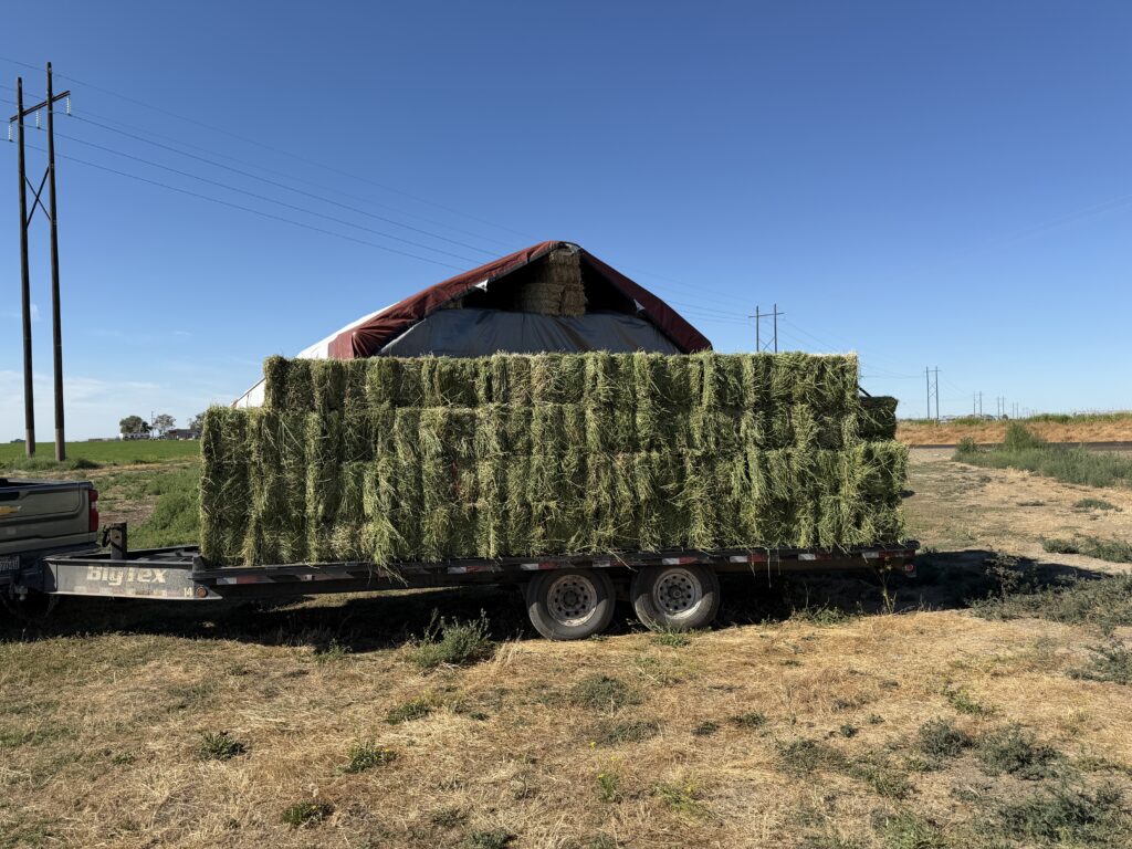 Freshly baled hay loaded on a trailer near a red barn on a Washington farm